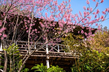 Beautiful Wild Himalayan Cherry Trees in Chiangmai Province, Thailand.