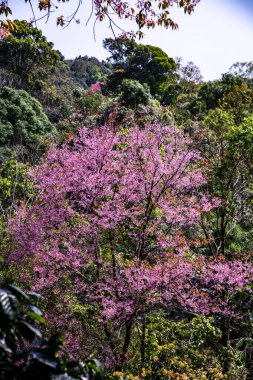 Beautiful Wild Himalayan Cherry Trees in Khun Changkhian Highland Agricultural Research and Training Station, Thailand.