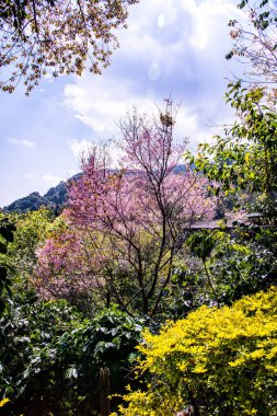 Beautiful Wild Himalayan Cherry Trees in Khun Changkhian Highland Agricultural Research and Training Station, Thailand.