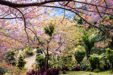 Beautiful Wild Himalayan Cherry Trees in Khun Changkhian Highland Agricultural Research and Training Station, Thailand.