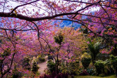 Beautiful Wild Himalayan Cherry Trees in Khun Changkhian Highland Agricultural Research and Training Station, Thailand.