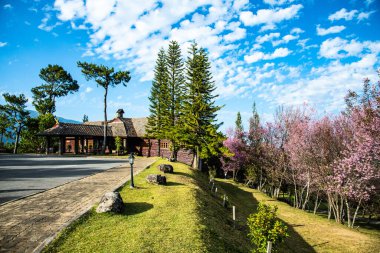 Doi Pha Tang palace with cherry blossom tree, Thailand.