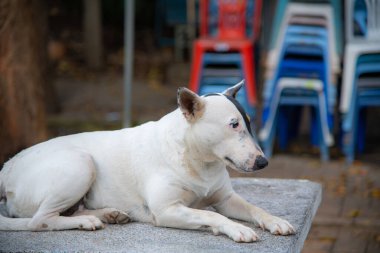 Thai dog on the table, Thailand.