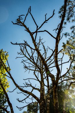 Bretschneidera sinensisHemsL tree in Doi Phu Kha national park, Thailand.