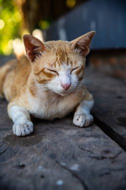 Thai cat on wooden panel, Thailand.
