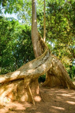 Amazing Sompong tree in Doi Phu Nang national park, Thailand.