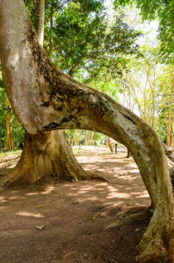 Amazing Sompong tree in Doi Phu Nang national park, Thailand.