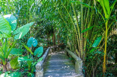 Arboretum Trail in Queen Sirikit Botanic Garden, Chiang Mai Province.