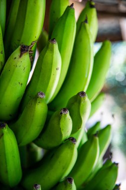 Tayland 'da muz grubu..