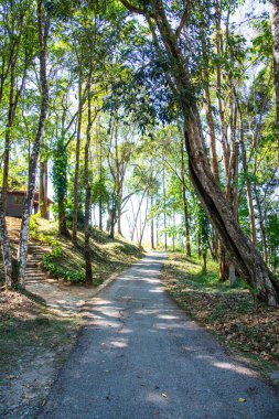 Doi Phu Kha Ulusal Parkı, Tayland.