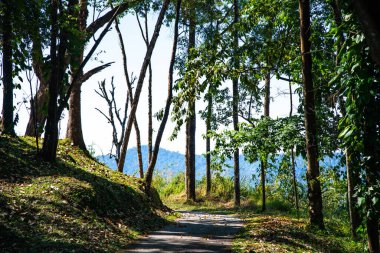 Doi Phu Kha Ulusal Parkı, Tayland.