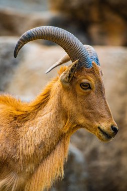 Barbary sheep in Thai, Thailand.