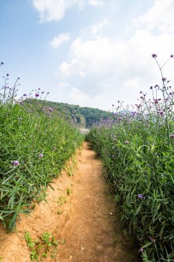 Verbena field at Doi Mon Cham, Thailand.