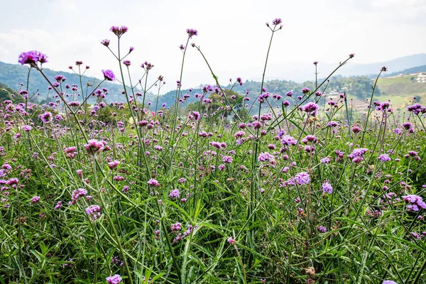 stock image Verbena field at Doi Mon Cham, Thailand.