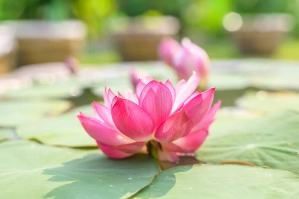 stock image Pink lotus flower with natural background, Thailand.