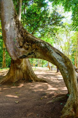 Amazing Sompong tree in Doi Phu Nang national park, Thailand.