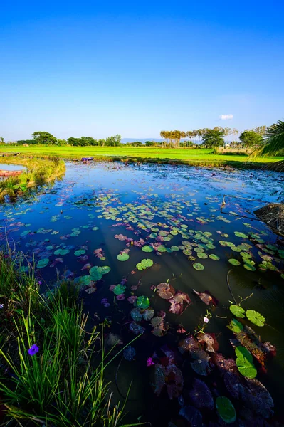 stock image Country view in Chiang Rai province, Thailand.