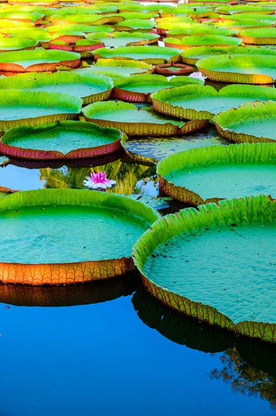 Victoria Waterlily Park Chiang Rai Province Thailand — Fotografia de Stock