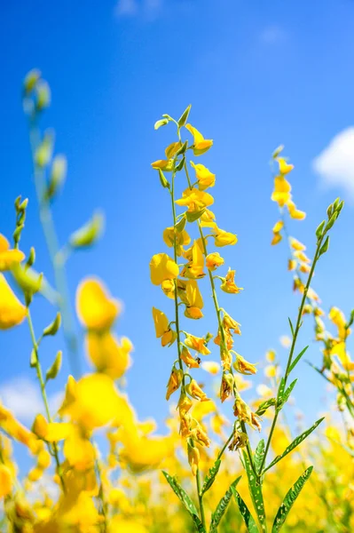 Sonnenhanfblume Mit Blauem Himmel Provinz Phayao — Stockfoto