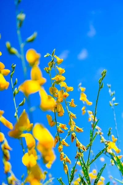 stock image Sunhemp flower with blue sky, Phayao province.