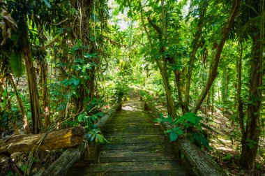 Arboretum Trail in Queen Sirikit Botanic Garden, Chiang Mai Province.