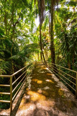 Arboretum Trail in Queen Sirikit Botanic Garden, Chiang Mai Province.