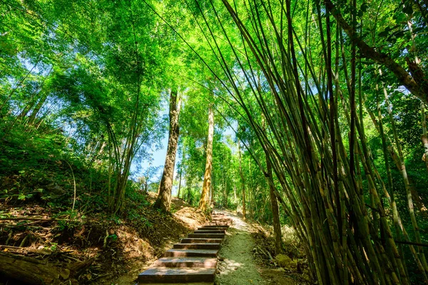 Escalera Hormigón Sendero Parque Nacional Provincia Lampang —  Fotos de Stock