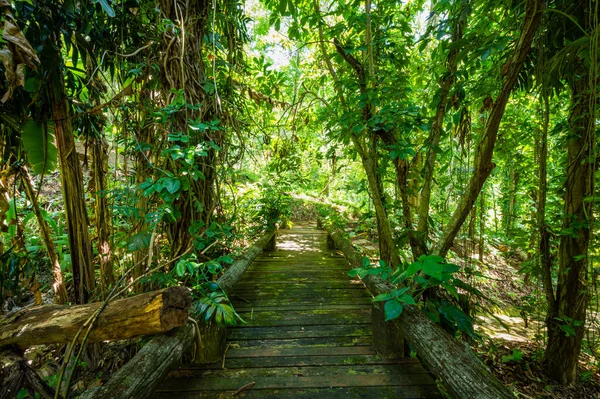 Arboretum Trail Queen Sirikit Botanic Garden Chiang Mai Province — Stockfoto