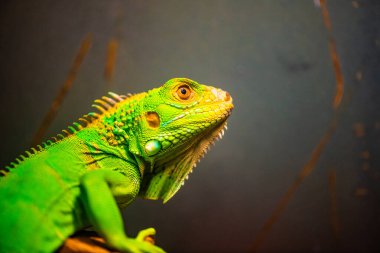 Tayland 'da yeşil iguana.