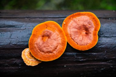 Tayland, Tayland ormanlarında yabani mantarlar.