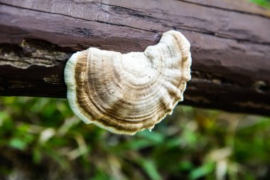 Tayland, Tayland ormanlarında yabani mantarlar.