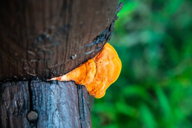 Tayland, Tayland ormanlarında yabani mantarlar.