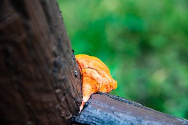 Tayland, Tayland ormanlarında yabani mantarlar.