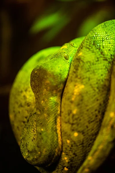 Green Tree Python Tree Thailand — Stock Fotó