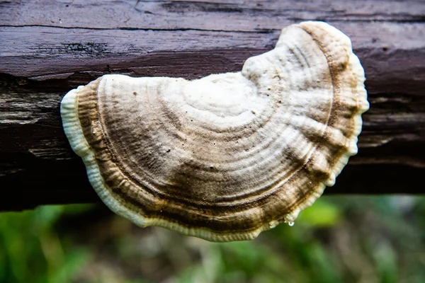 Tayland, Tayland ormanlarında yabani mantarlar.