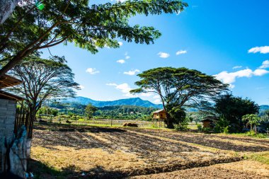 Dried rice field in Mueang Khong district, Thailand.