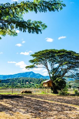 Dried rice field in Mueang Khong district, Thailand.