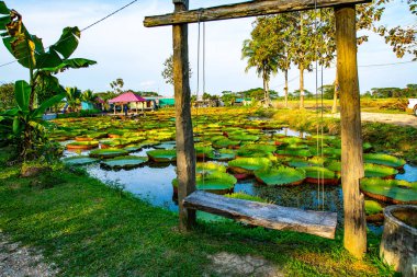 Victoria lily garden in Phan district of Chiang Rai province, Thailand.