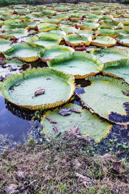 Victoria lily garden in Phan district of Chiang Rai province, Thailand.