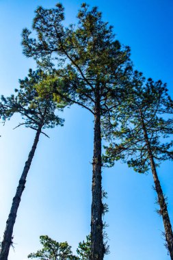 Pines on mountain at Doi Kiew Lom view point in Huai Nam Dang national park, Thailand.