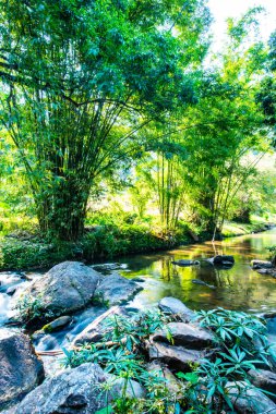 Mountain stream in Chiangmai province, Thailand.
