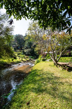 Mountain stream in Chiangmai province, Thailand.