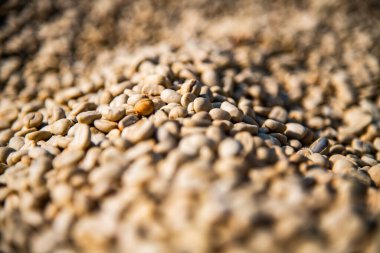 Background of coffee bean, Thailand.