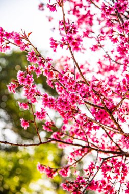 Wild Himalayan cherry or Thai style sakura flower, Thailand.