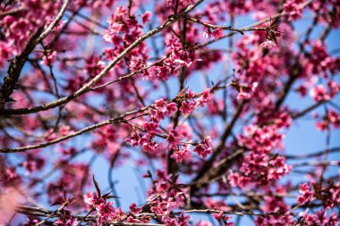 Vahşi Himalaya kirazı ya da Tayland usulü sakura çiçeği, Tayland.