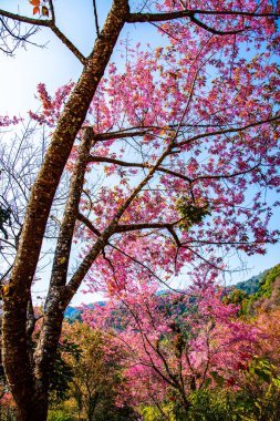 Beautiful Wild Himalayan Cherry Trees in Khun Changkhian Highland Agricultural Research and Training Station, Thailand.