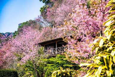 Beautiful Wild Himalayan Cherry Trees in Khun Changkhian Highland Agricultural Research and Training Station, Thailand.