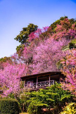 Beautiful Wild Himalayan Cherry Trees in Khun Changkhian Highland Agricultural Research and Training Station, Thailand.