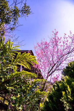 Beautiful Wild Himalayan Cherry Trees in Khun Changkhian Highland Agricultural Research and Training Station, Thailand.