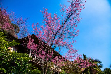 Beautiful Wild Himalayan Cherry Trees in Khun Changkhian Highland Agricultural Research and Training Station, Thailand.